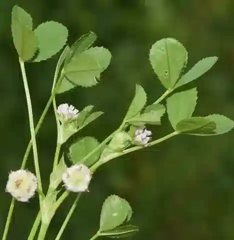 نبات Trifolium tomentosum var. orientale في بيئته الطبيعية