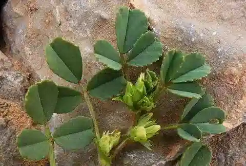نبات Trigonella anguina في بيئته الطبيعية