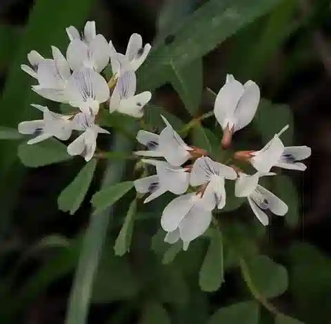نبات Trigonella arabica في بيئته الطبيعية