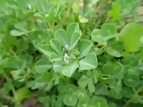 نبات Trigonella berythea في بيئته الطبيعية