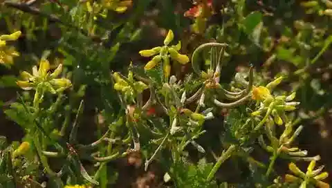 نبات Trigonella cylindracea في بيئته الطبيعية