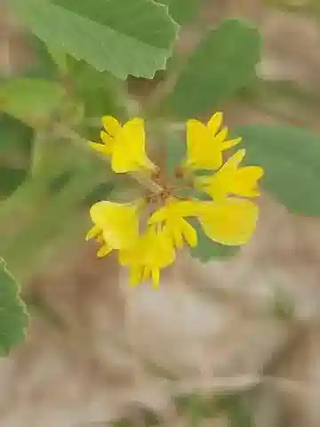 نبات Trigonella glabra subsp. glabra في بيئته الطبيعية