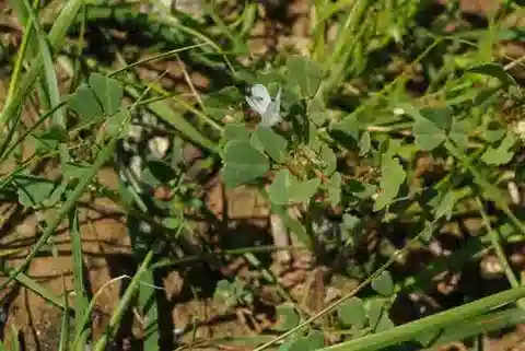 نبات Trigonella schlumbergeri في بيئته الطبيعية