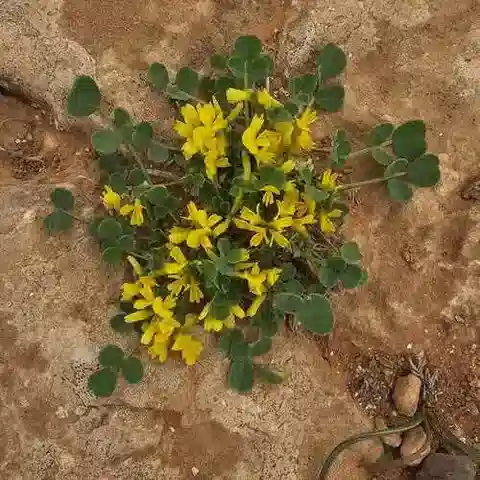 نبات Trigonella stellata في بيئته الطبيعية