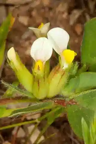 نبات Tripodion tetraphyllum subsp. tetraphyllum في بيئته الطبيعية