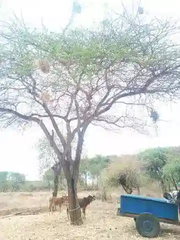 نبات Vachellia etbaica في بيئته الطبيعية