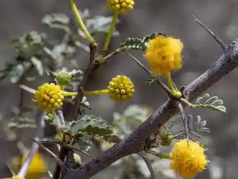 نبات Vachellia flava في بيئته الطبيعية