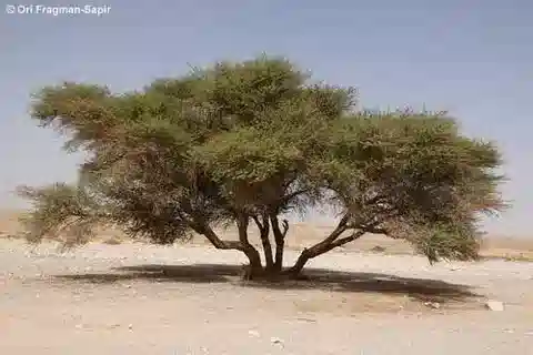نبات Vachellia gerrardii var. najdensis في بيئته الطبيعية
