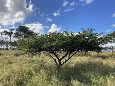 نبات Vachellia nilotica subsp. nilotica في بيئته الطبيعية