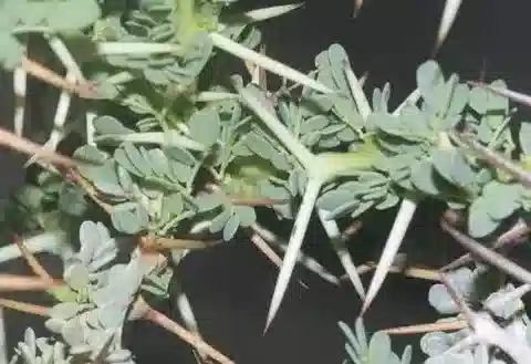 نبات Vachellia oerfota var. oerfota في بيئته الطبيعية