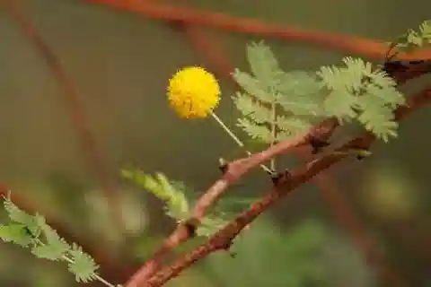 نبات Vachellia seyal var. seyal في بيئته الطبيعية