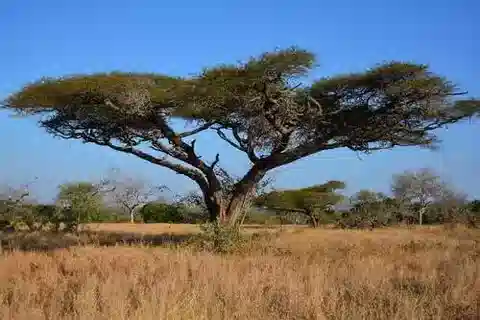 نبات Vachellia tortilis subsp. raddiana في بيئته الطبيعية