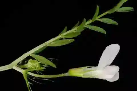 نبات Vicia articulata في بيئته الطبيعية