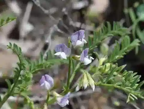 نبات Vicia ervilia في بيئته الطبيعية