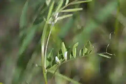 نبات Vicia hirsuta في بيئته الطبيعية