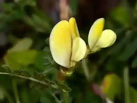نبات Vicia hybrida في بيئته الطبيعية