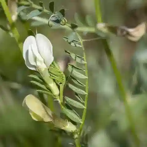 نبات Vicia lutea subsp. lutea في بيئته الطبيعية