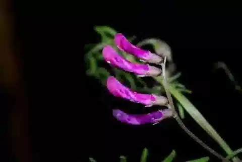 نبات Vicia monantha subsp. monantha في بيئته الطبيعية
