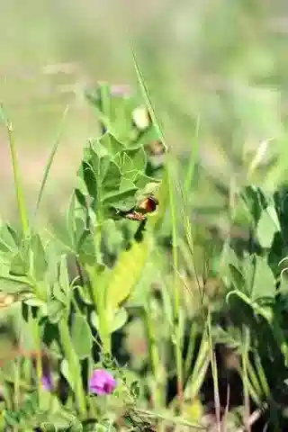 نبات Vicia narbonensis في بيئته الطبيعية