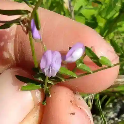 نبات Vicia palaestina في بيئته الطبيعية