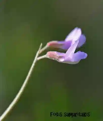 نبات Vicia parviflora في بيئته الطبيعية
