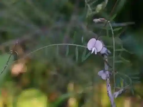 نبات Vicia peregrina subsp. peregrina في بيئته الطبيعية