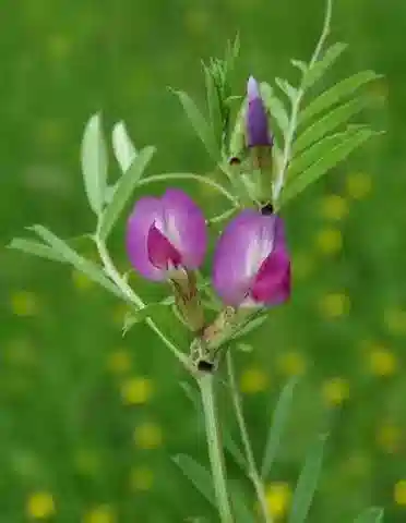 نبات Vicia sativa subsp. nigra في بيئته الطبيعية