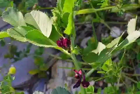 نبات Vicia serratifolia في بيئته الطبيعية