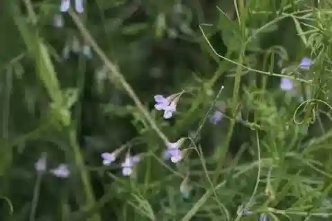 نبات Vicia tetrasperma في بيئته الطبيعية