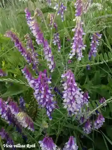 نبات Vicia villosa subsp. varia في بيئته الطبيعية
