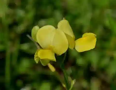 نبات Vigna luteola في بيئته الطبيعية