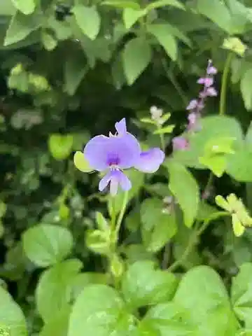 نبات Vigna membranacea في بيئته الطبيعية