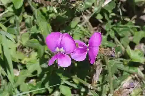 نبات Vigna unguiculata subsp. sesquipedalis في بيئته الطبيعية