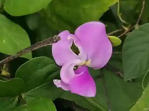 نبات Vigna vexillata في بيئته الطبيعية