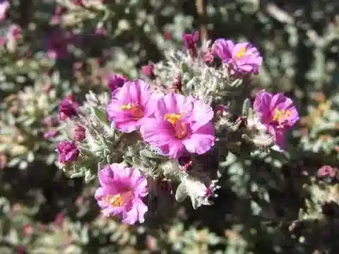نبات الفرانكنية hirsuta في بيئته الطبيعية