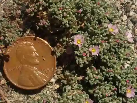 نبات الفرانكنية pulverulenta subsp. pulverulenta في بيئته الطبيعية