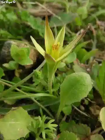 نبات جاجيا دايانا في بيئته الطبيعية