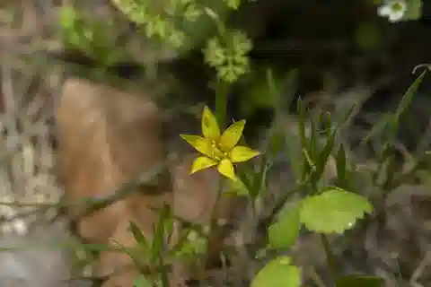 نبات الجاجيا الليفية في بيئته الطبيعية