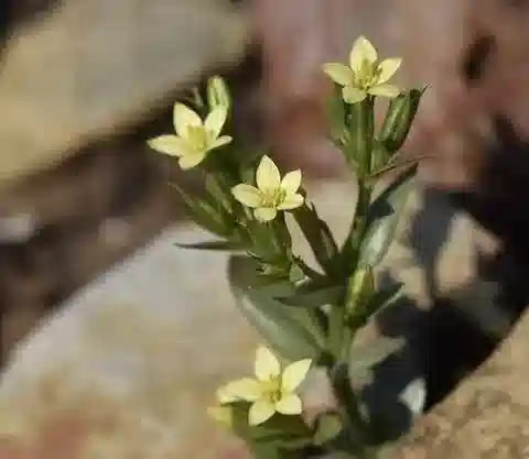 نبات القنطريون الصغير malzacianum في بيئته الطبيعية