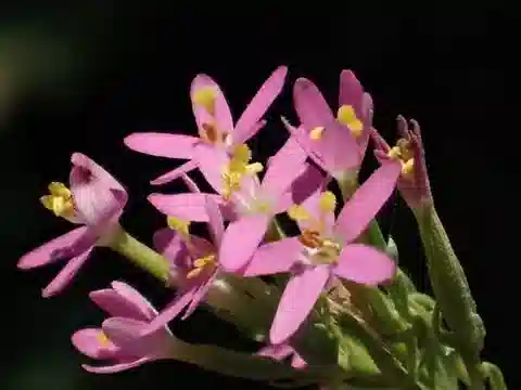 نبات القنطريون الصغير pulchellum var. altaicum في بيئته الطبيعية