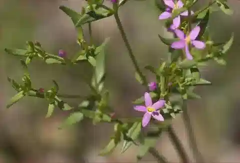 نبات القنطريون الصغير tenuiflorum subsp. tenuiflorum في بيئته الطبيعية