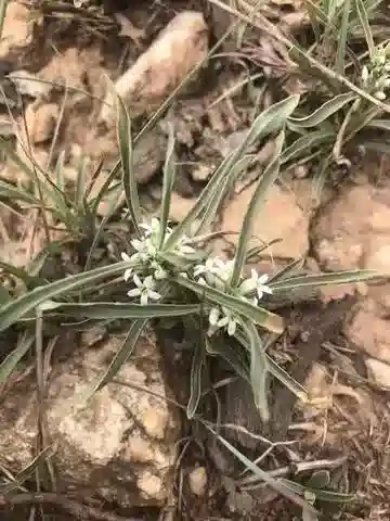 نبات إنيكوستيما axillare subsp. axillare في بيئته الطبيعية