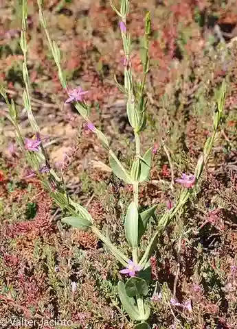 نبات شينكيا spicata في بيئته الطبيعية