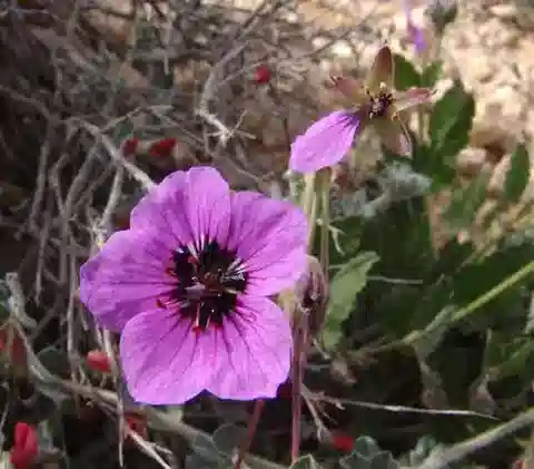 نبات ال crane's-bill arborescens في بيئته الطبيعية