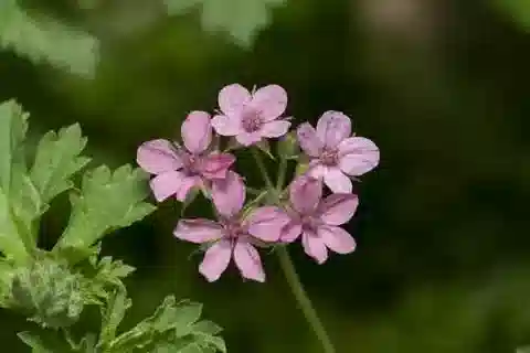 نبات ال crane's-bill chium في بيئته الطبيعية