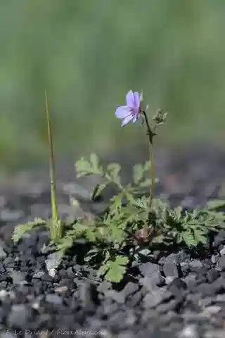نبات ال crane's-bill ciconium في بيئته الطبيعية