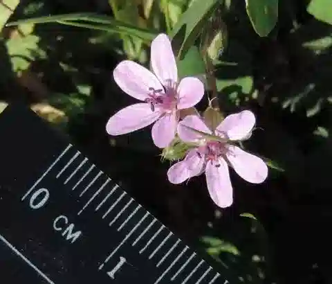 نبات ال crane's-bill cicutarium في بيئته الطبيعية