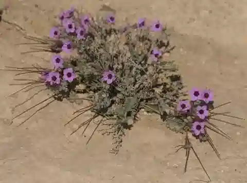 نبات ال crane's-bill crassifolium في بيئته الطبيعية