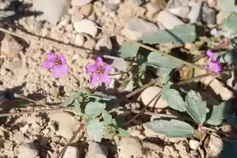 نبات ال crane's-bill glaucophyllum في بيئته الطبيعية