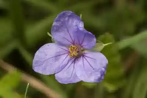 نبات ال crane's-bill gruinum في بيئته الطبيعية